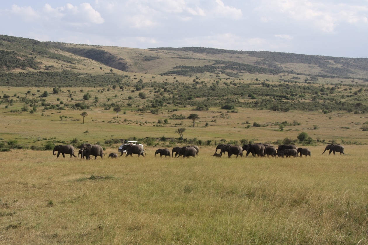 Safarifahrzeug inmitten einer Herde Elefanten in der Masai Mara in Kenia