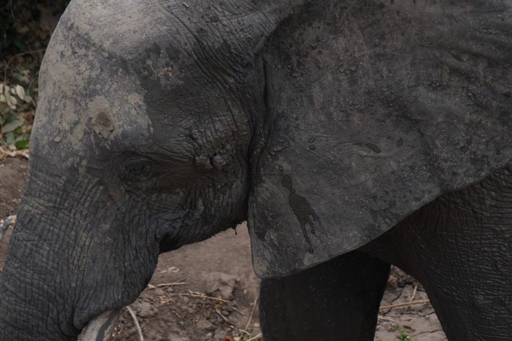 Nahaufnahme eines jungen Elefantenbullen