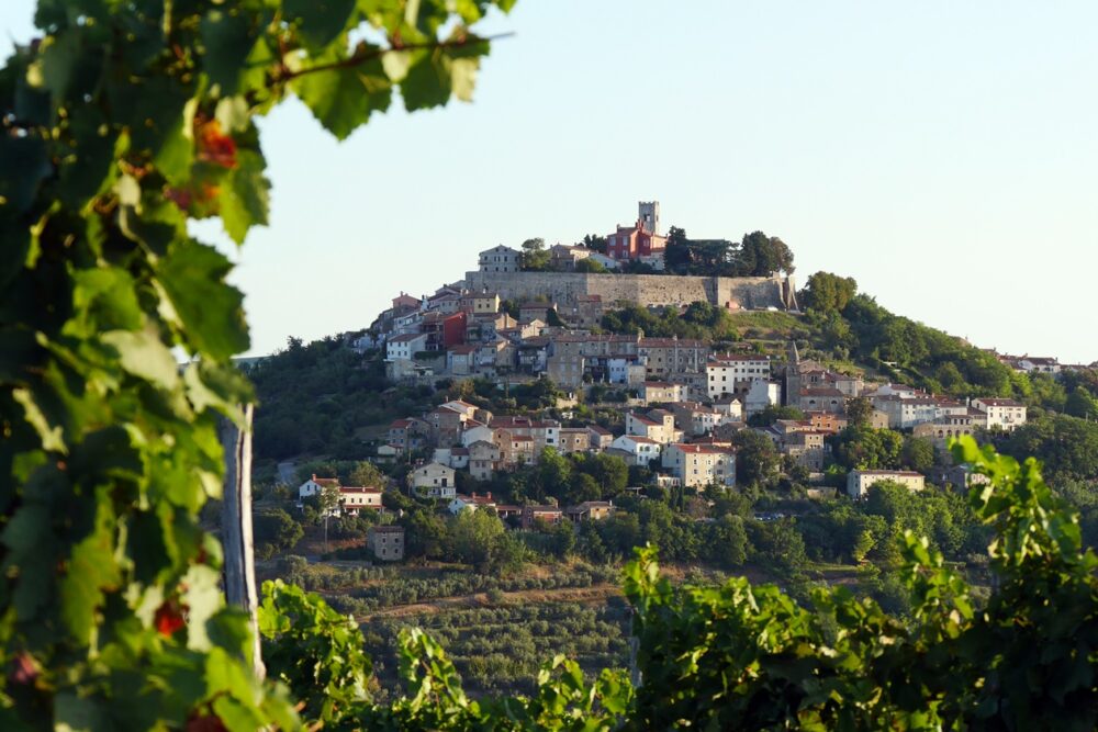 Blick auf die Altstadt von Motovun in Istrien, eingerahmt von einem Weinberg