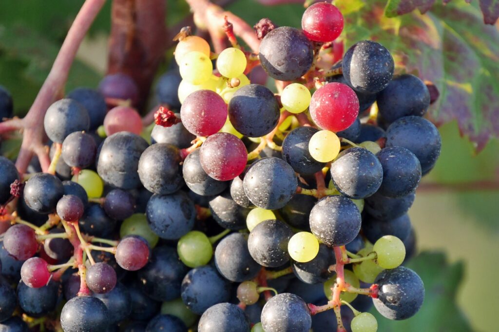Reife Weintrauben in Istrien
