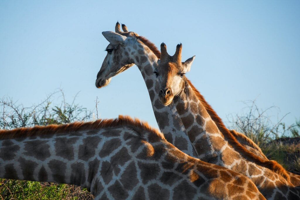 Giraffen im Augrabies Falls Nationalpark im Northern Cape von Südafrika.