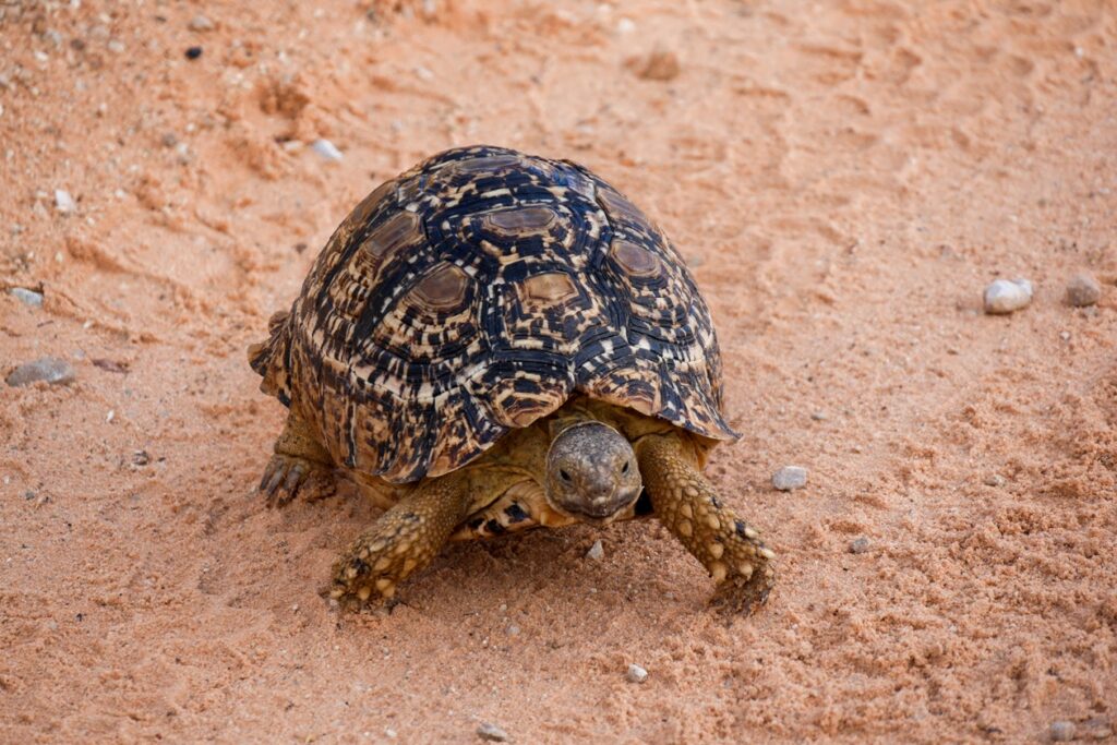 Schildkröte im Kgalagadi Transfrontier Park.