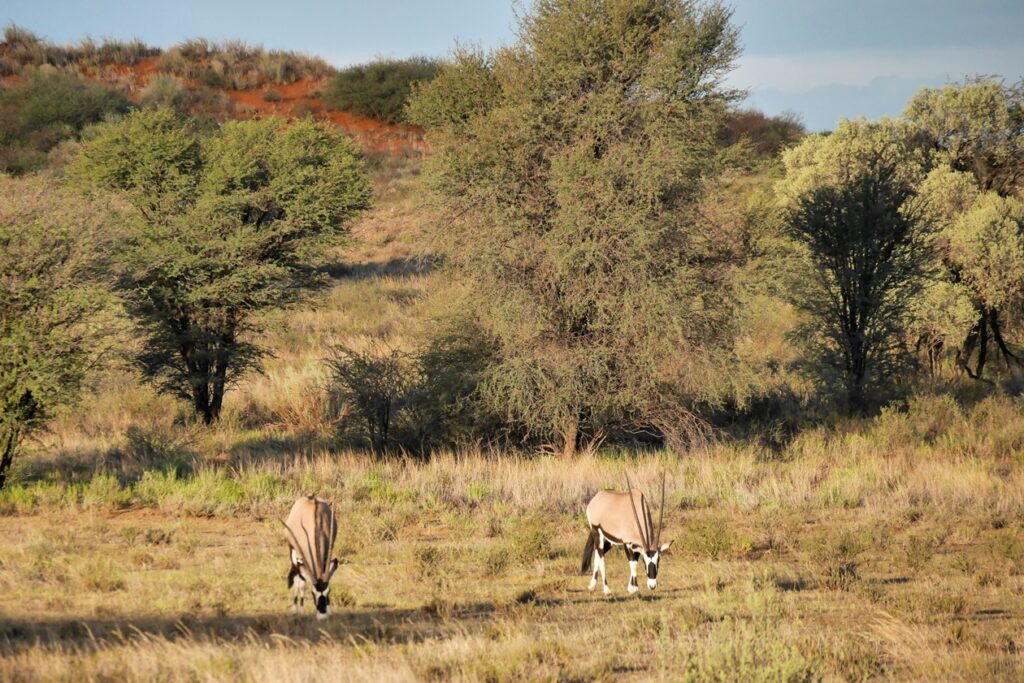 Zwei Oryx vor den roten Dünen der Kalahari im Kgalagadi Transfrontier Park im Northern Cape von Südafrika.