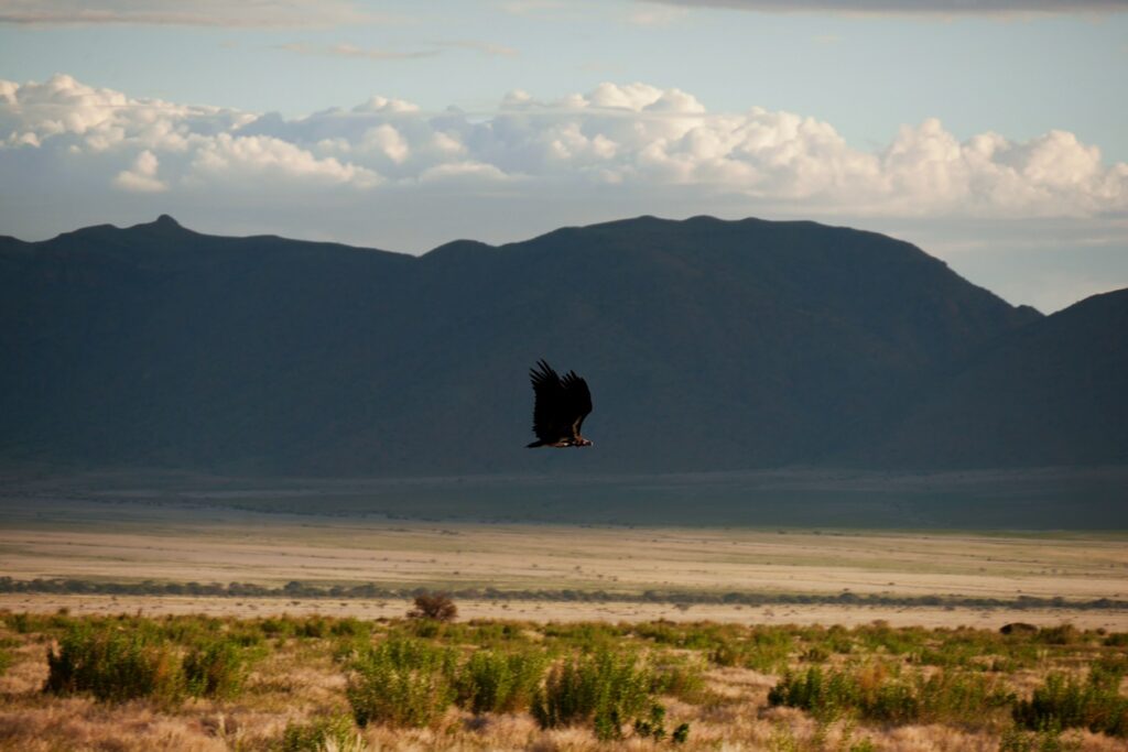Ein Ohrengeier fliegt über die Ebene. Im Hintergrund sind die Berge des Naukluft Gebirges zu sehen.
