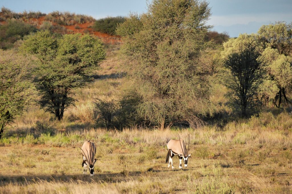 Zwei Oryxe grasen vor den roten Dünen der Kalahari im Kgalagadi Transfrontier Park.