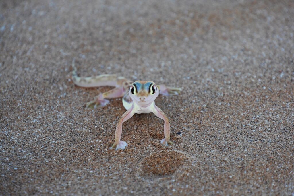 Palmato Gecko im Wüstensand.