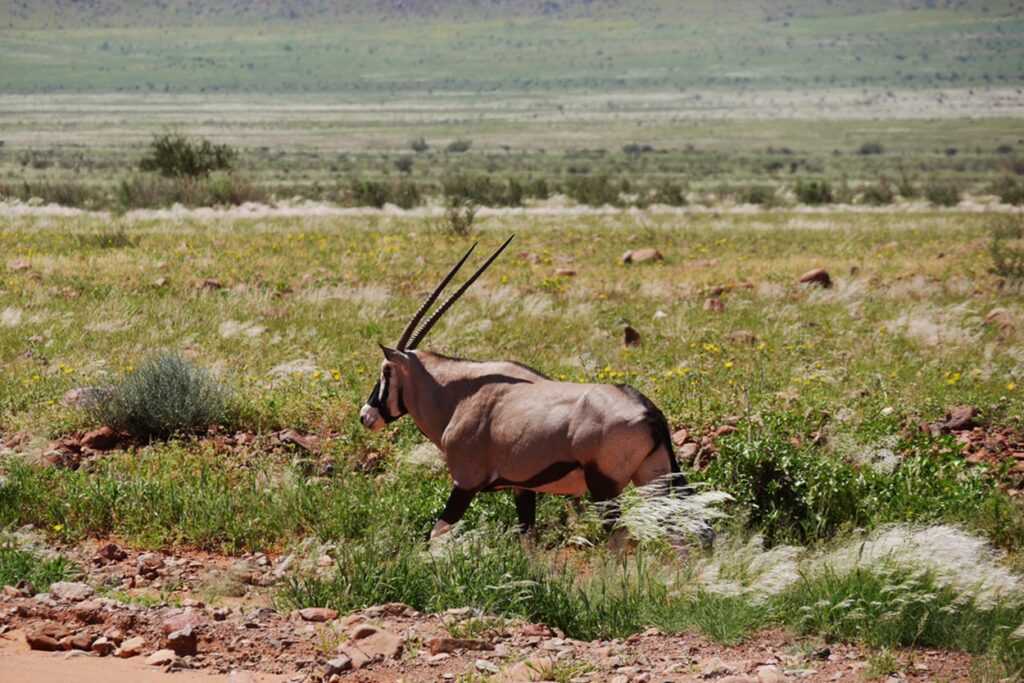 Oryx wandert durch das grüne Gras im Namib Rand Naturereserver