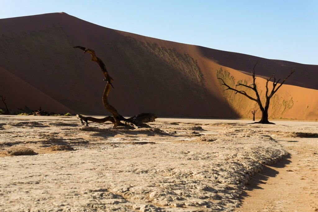 Verdorrte Bäume im Dead Vlei. Im Hintergrund erheben sich die Dünen der Namib.