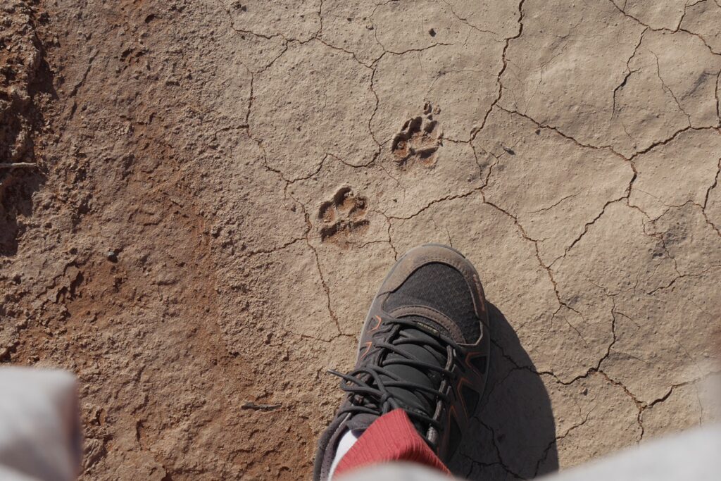 Fußspuren eines kleinen Raubtiers auf dem mittlerweile wieder trockenen Boden des Dead Vleis.