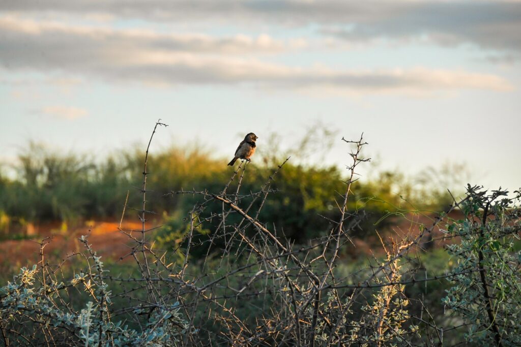 Spatz, der auf einem Dornbusch im Sonnenuntergang sitzt. Dahinter sieht man die Dünen der Kalahari.