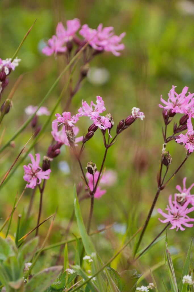 Nahaufnahme von lila Pflanzen auf Ameland