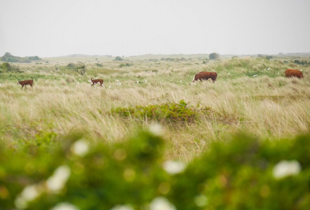 Eine Kuhherde zieht durch das Naturschutzgebiet auf Ameland