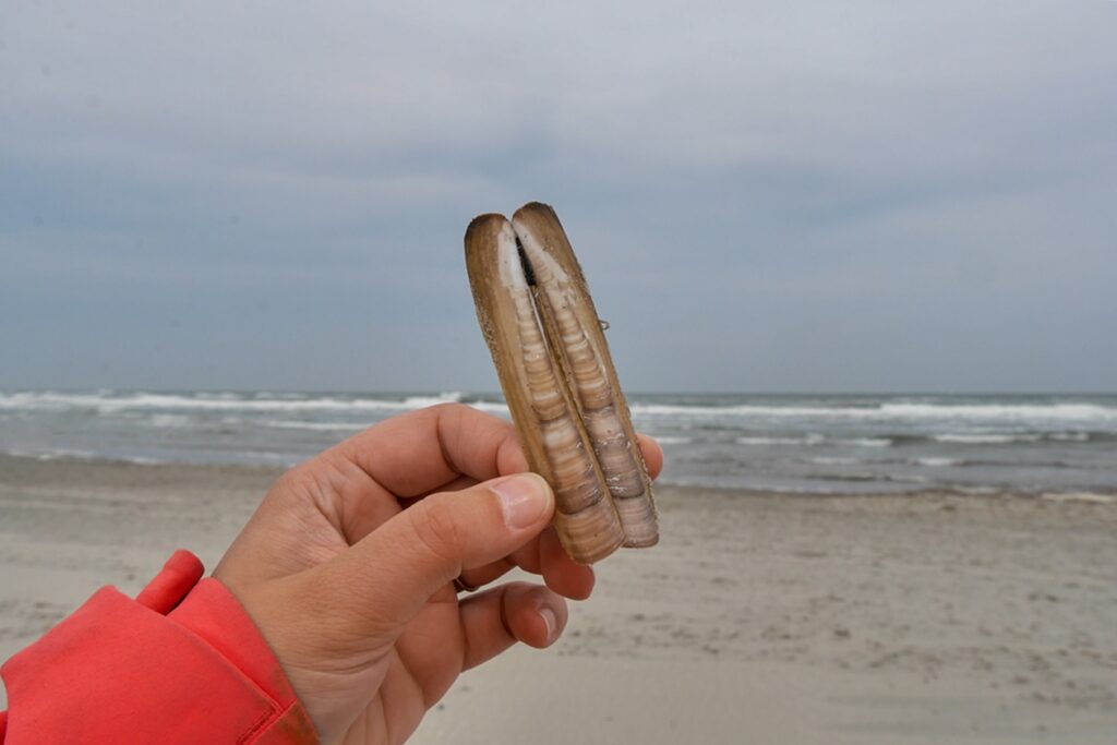 Lang gezogene Muschel am Strand von Ameland