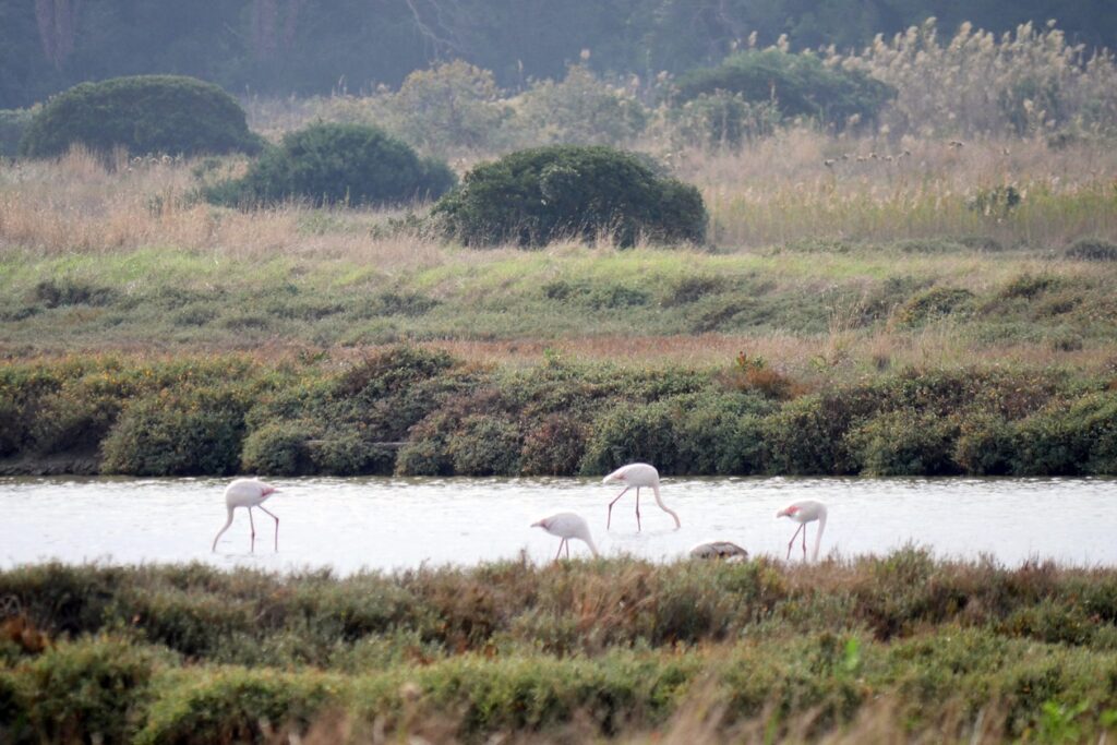 Flamingos in der Auen-Landschaft der Castiglione della Pescaia.