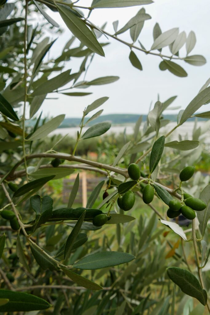 Detailaufnahme eines Olivenbaums an Sloweniens Mittelmeerküste. Im Hintergrund sieht man das Meer.