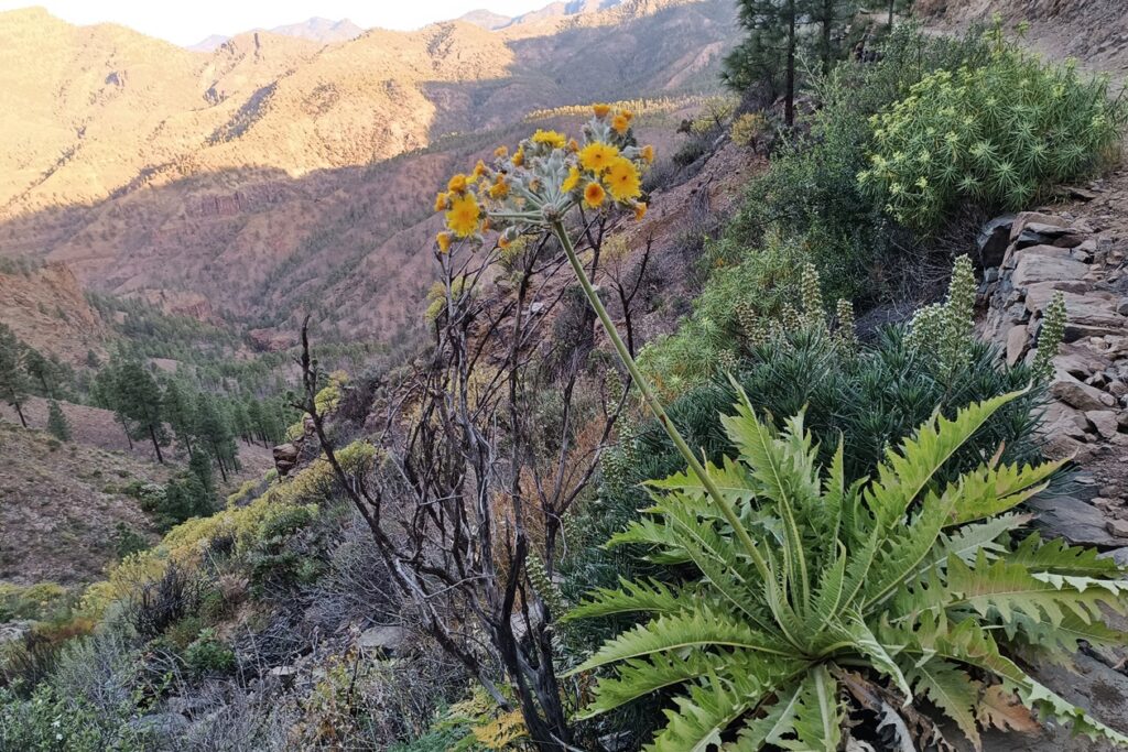 Riesiger, gelb blühender Löwenzahn im Frühling auf Gran Canaria.