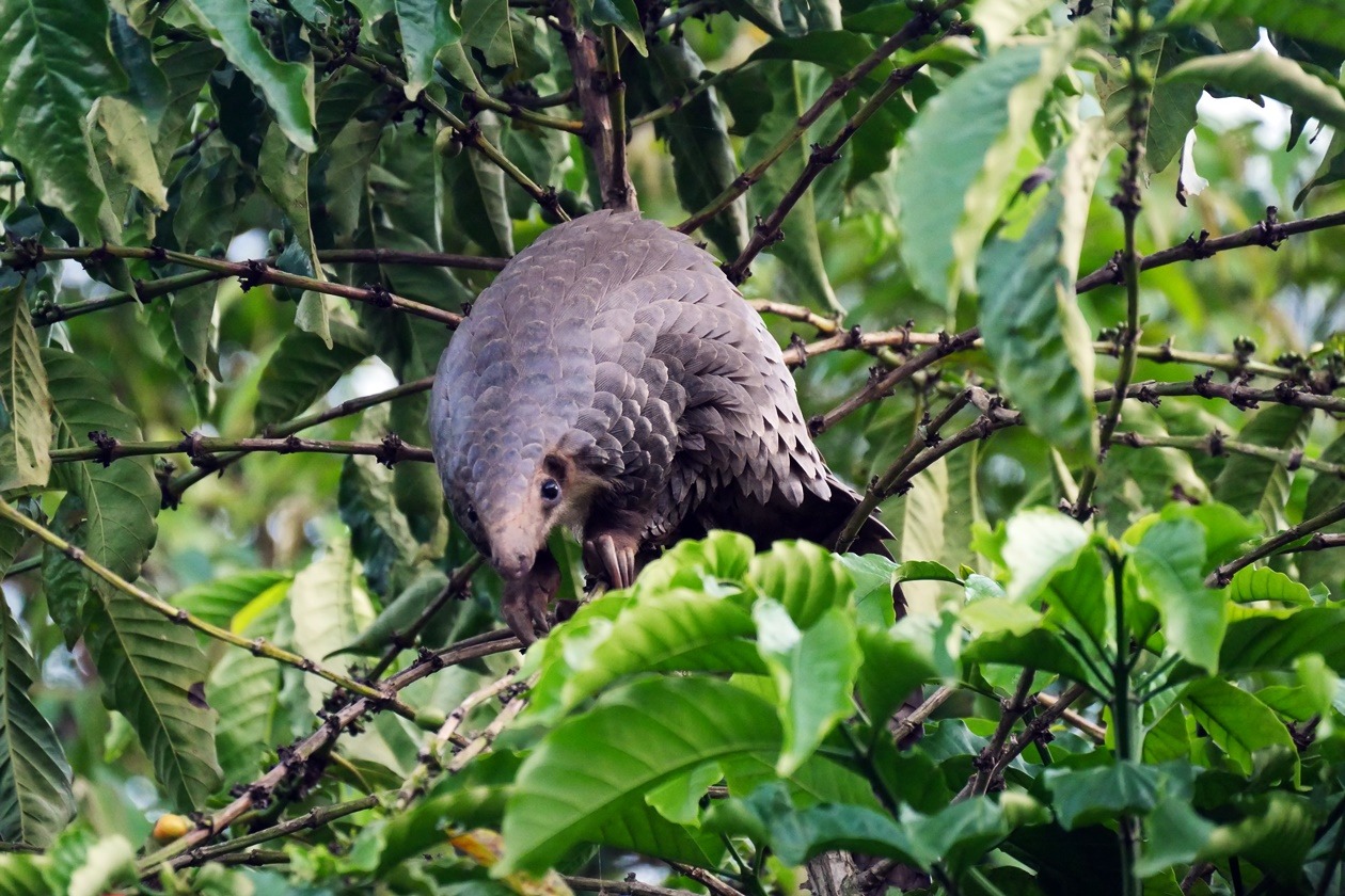 Pangolin in einem Baum in Uganda.