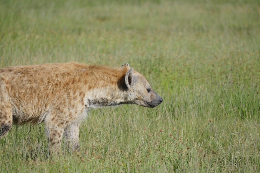 Eine Hyäne durchstreif die Savanne im Amboseli Nationalpark.