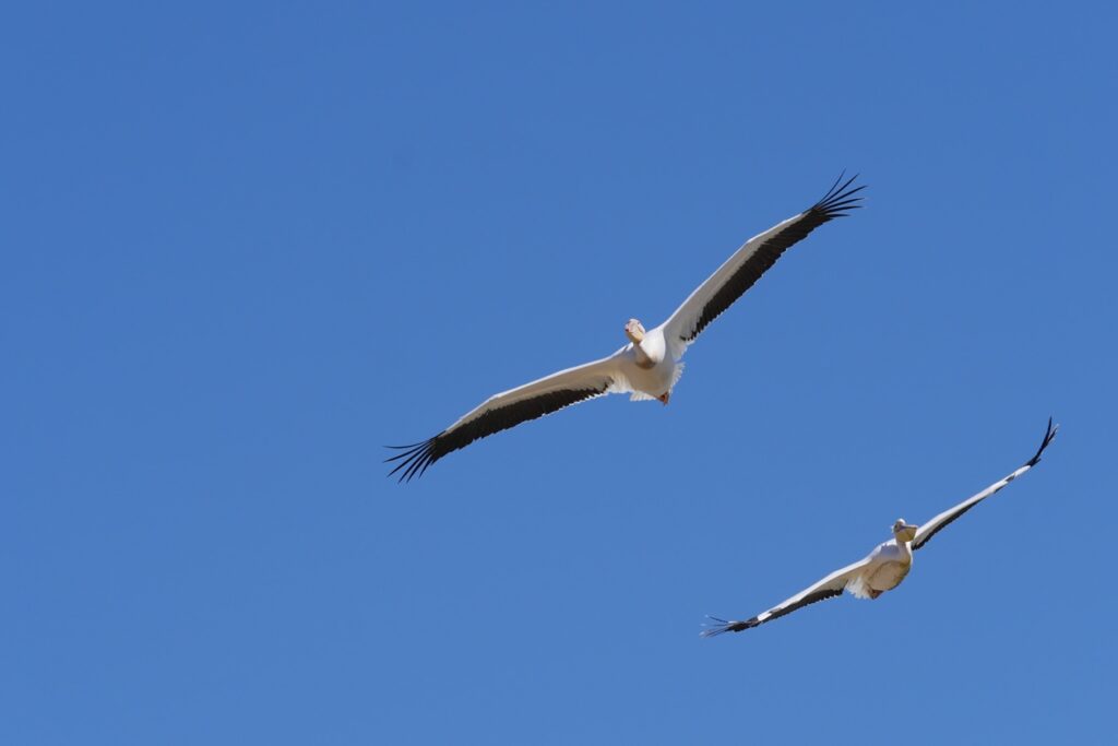 Pelikane im Flug im Amboseli Nationalpark.