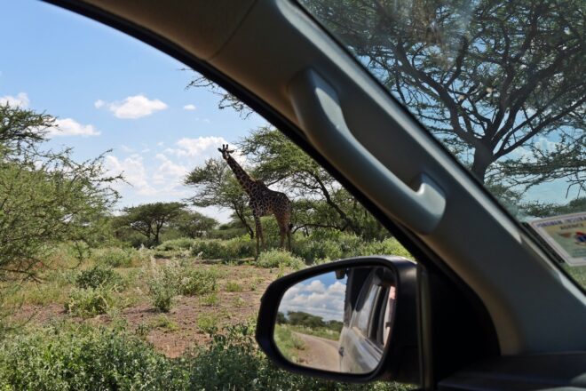 Giraffe fotografiert durchs Autofenster bei einer Selbstfahrerreise durch Kenia