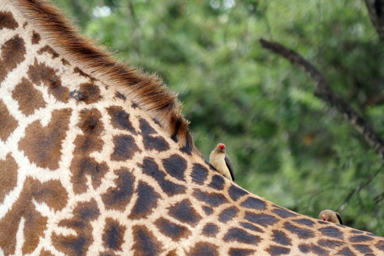 Nahaufnahme des Hals einer Giraffe, wo sich einige Vogel hingesetzt haben.