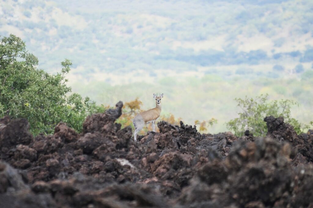 Eine Antilope steht auf dem erkalteten Lavastrom des Shetani Lava Flow im Tsavo Ost Nationalpark