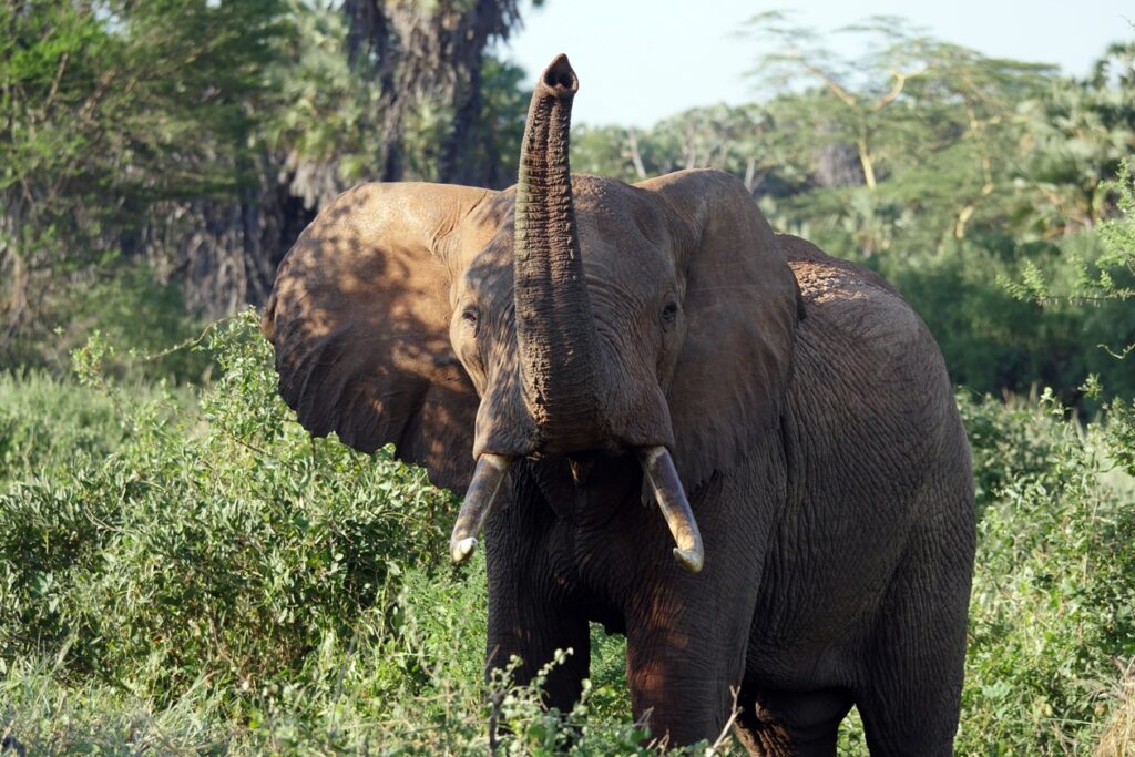 Ein Elefant blick direkt in die Kamera und hebt seinen Rüssel.