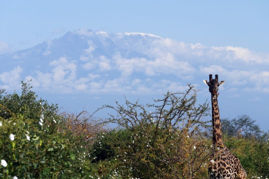 Eine Giraffe steht am rechten Bildrand. Im Hintergrund erheben sich die Gipfel des Kilimandscharos.