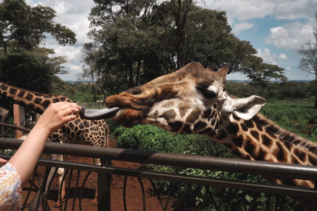 Füttern einer Giraffe im Nairobi Giraffe Centre
