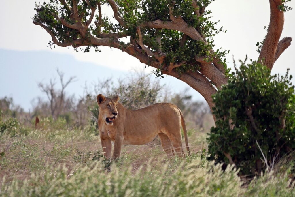 Eine Löwin steht mit voll gefressenem Bauch unter einem Baum im Tsavo Ost Nationalpark.