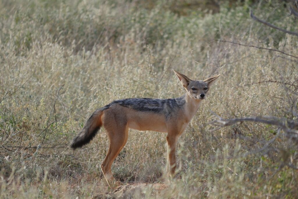 Ein Schabrackenschakal im Tsavo Ost Nationalpark. Er blickt in die Kamera.