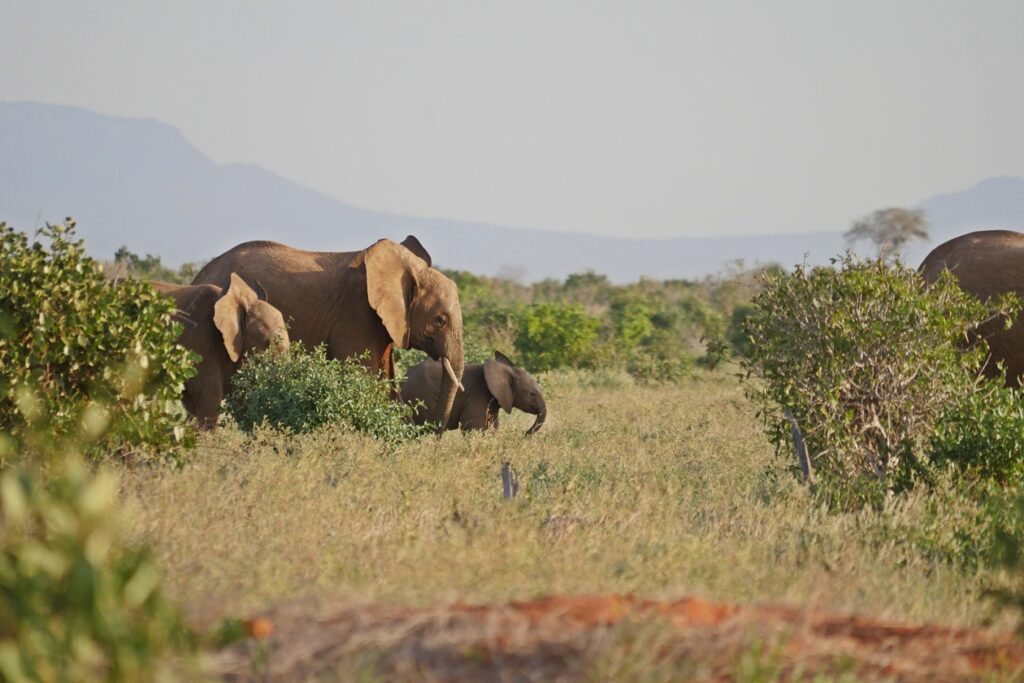 Elefantenherde mit Baby in den Weiten des Tsavo Ost Nationalparks.