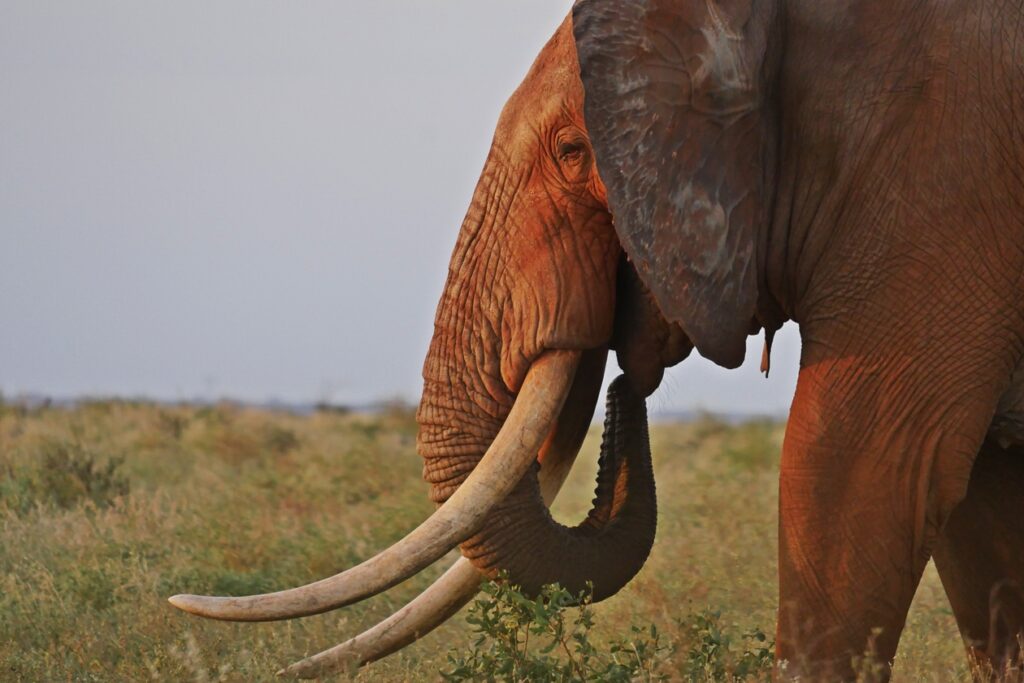 Durch Staub rötlich eingefärbter Elefant im Tsavo Ost Nationalpark