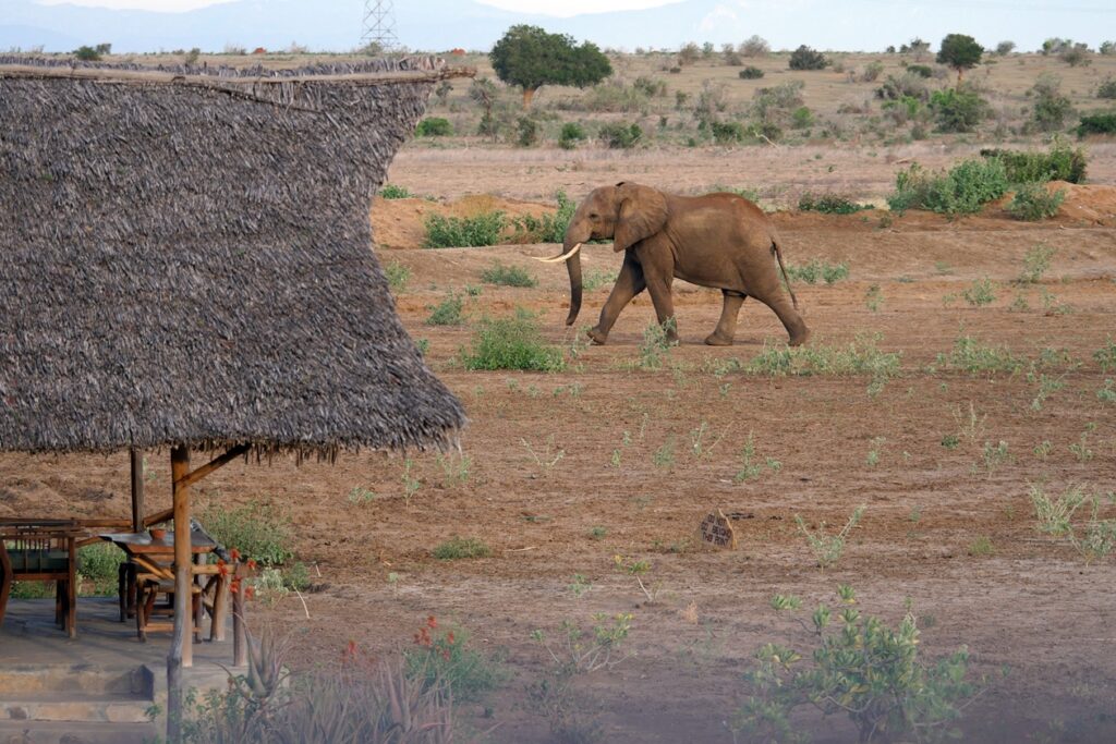 Ein Elefant geht nah an den Zelten der Satao Lodge im Tsavo Ost Nationalpark vorbei.