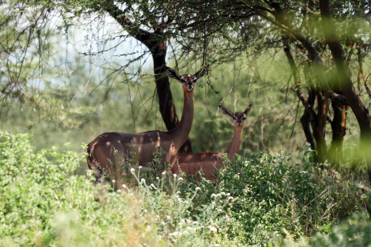 Gerenkus am Straßenrand auf der Fahrt in den Amboseli Nationalpark.