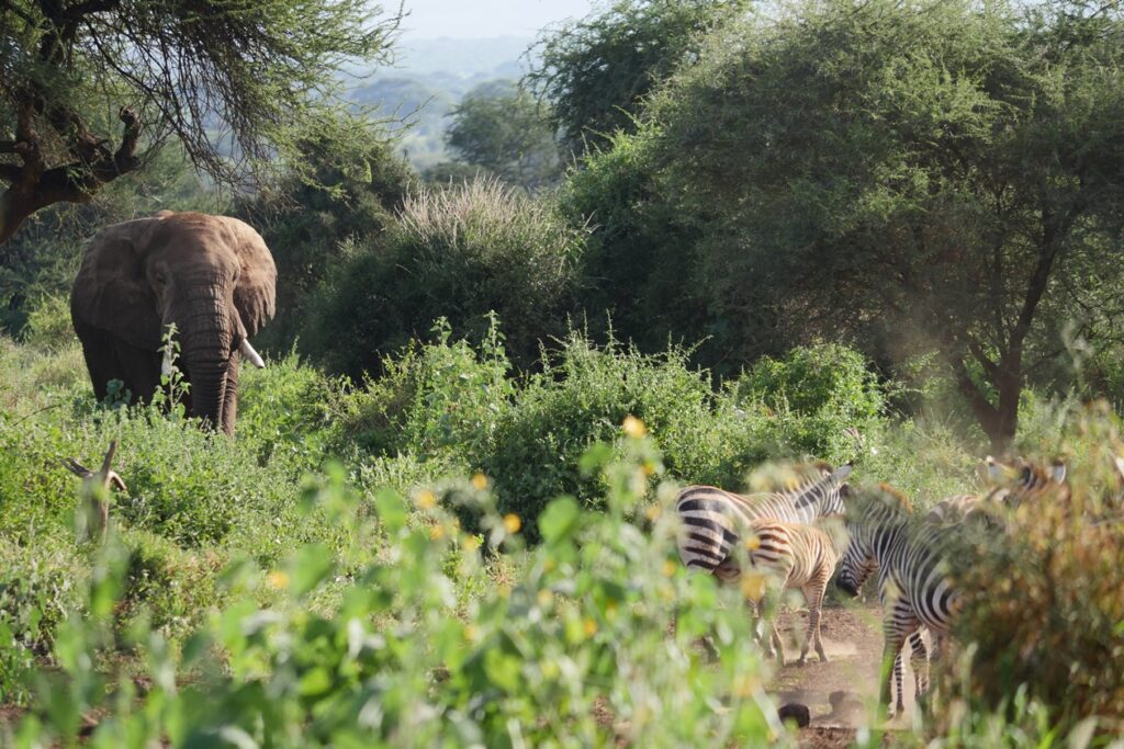 Elefanten und Zebras am Wasserloch der Tawi Lodge im Amboseli Nationalpark