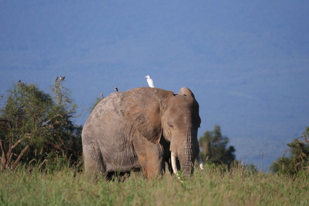 Ein Elefant mit einem weißen Vogel auf dem Rücken im Amboseli Nationalpark.