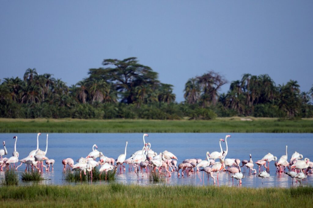 Flamingos stehen in einem der Sümpfe im Amboseli Nationalpark.