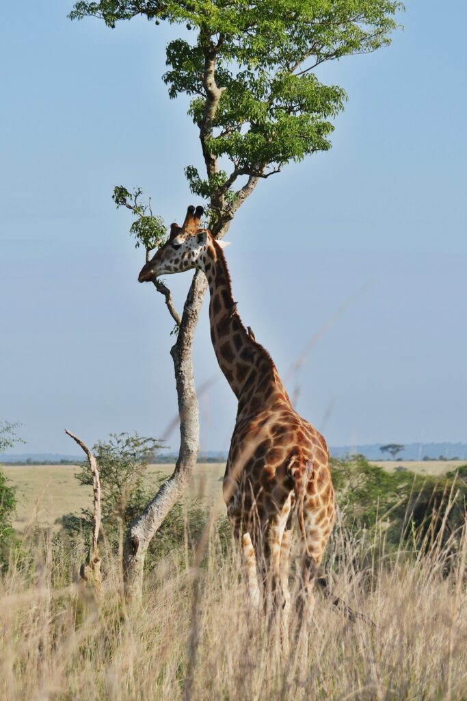 Eine Giraffe steht an einem Baum. In der Ferne sieht man die Weiten der Savanne des Murchison Falls Nationalparks.