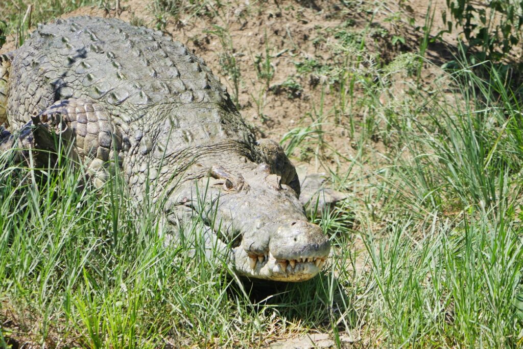 Ein großes Nilkrokodil.
