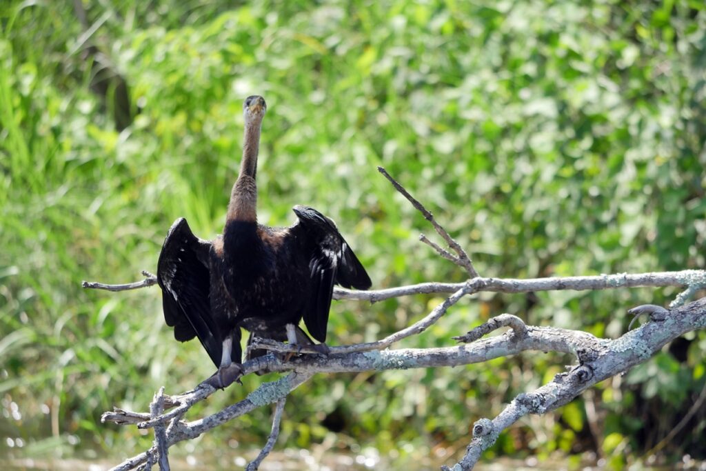 Ein Schlangenhalsvogel trocknet sein Gefieder auf einem Ast.