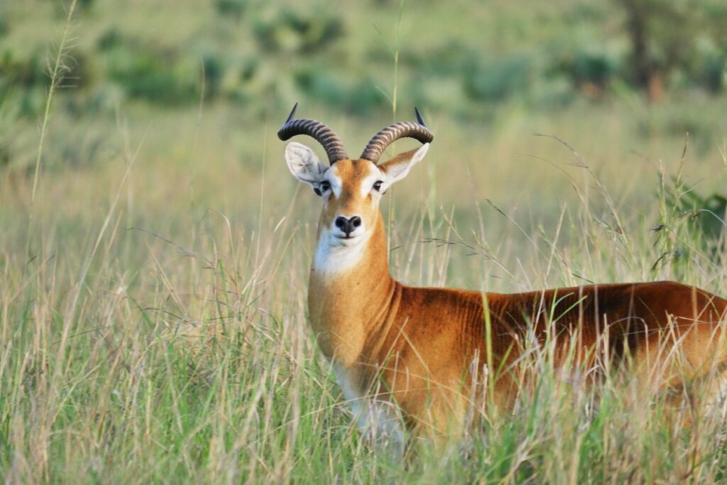 Ein männlicher Uganda Kob schaut direkt in die Kamera.