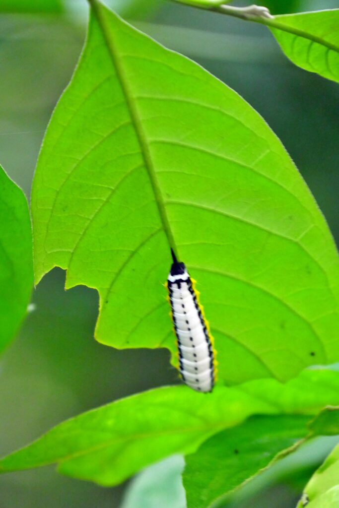 Eine kleine weiße Raupe hängt an der Unterseite eines Blatts im Budongo Forest.