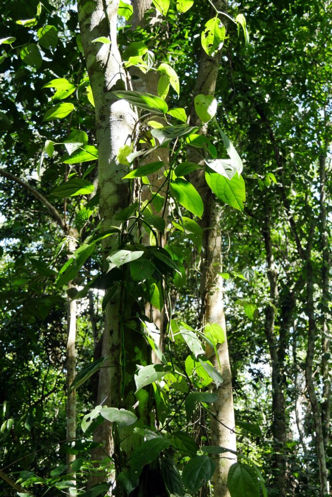Eine Schlingpflanze windet sich entlang des Stamms eines Baumes im Budongo Forest in Uganda.