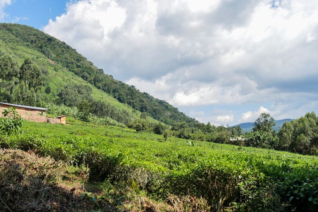 Grüne Teeplantage vor bewaldetem Hügel unter blauem Himmel mit weißen Wolken, links ein kleines Gebäude. Im Hintergrund sieht man den dichten Bergregenwald des Bwindi Impenetrable Forests.