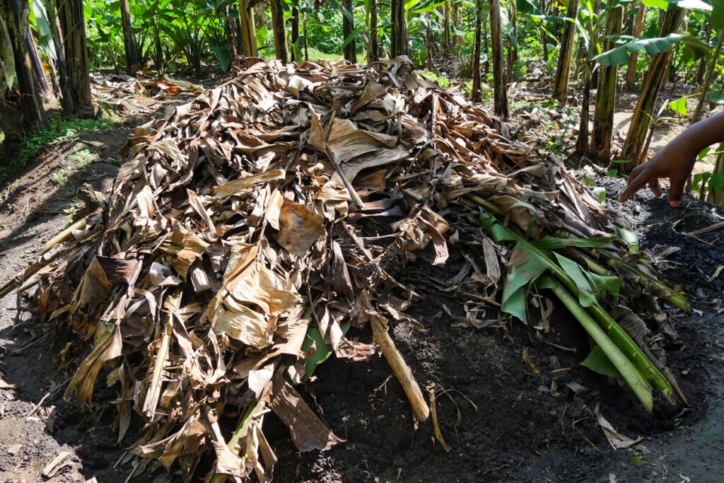Haufen aus getrockneten und frischen Bananenblättern auf Erde, umgeben von Bananenpflanzen.