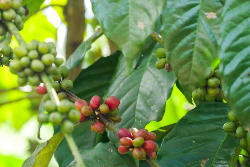 Nahaufnahme von Kaffeekirschen in verschiedenen Reifegraden an einem Zweig mit grünen Blättern der Kaffeepflanze