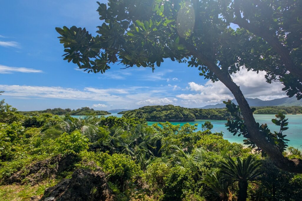 Blick vom Aussichtspunkt auf die Kabira Bucht in Ishigaki. Im Vordergrund steht ein großer Baum, dahinter einige weitere Pflanzen und das türksiblaue Wasser des Ozeans.