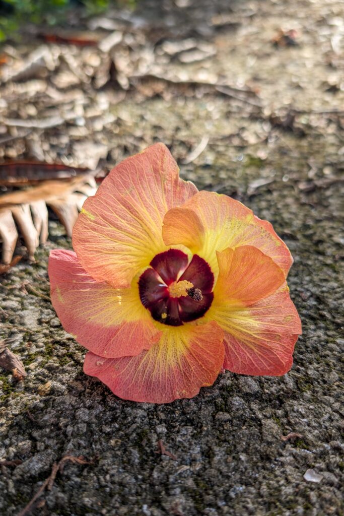 Nahaufnahme einer gelb-roten Blüte, die auf dem Boden liegt.