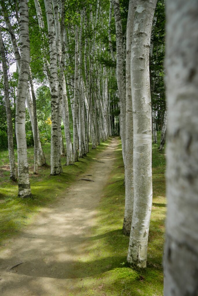 Pfad der durch einen Birkenwald mit hohen schlanken Bäumen führt.
